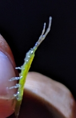 Erichsonella attenuata