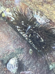 Aulactinia