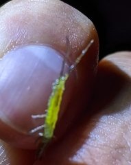 Erichsonella attenuata