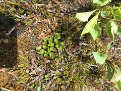Salix herbacea