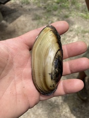 Lampsilis floridensis