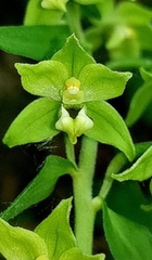 Epipactis papillosa