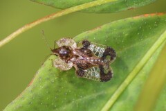 Corythucha associata