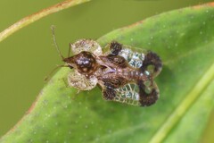 Corythucha associata