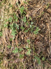 Sibbaldia procumbens