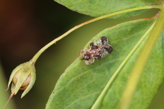 Corythucha associata