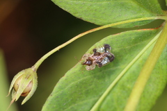 Corythucha associata