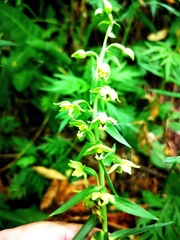 Epipactis papillosa