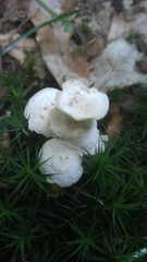 Cystolepiota seminuda