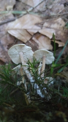 Cystolepiota seminuda