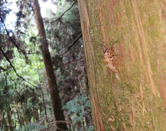 Tanna infuscata