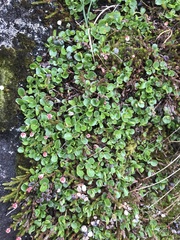 Salix herbacea