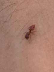 Crematogaster parapilosa