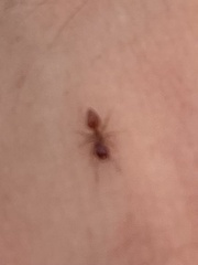 Crematogaster parapilosa