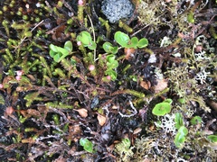 Salix herbacea