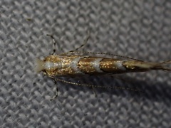 Cameraria lobatiella