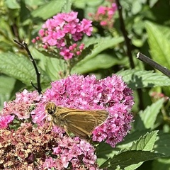 Atalopedes campestris