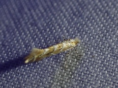 Cameraria lobatiella