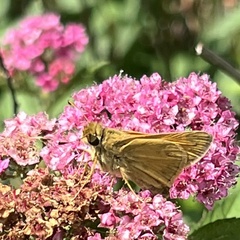 Atalopedes campestris