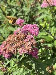 Atalopedes campestris