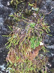 Harrimanella hypnoides