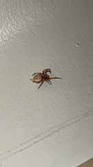 Larinioides cornutus