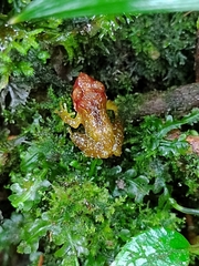 Pristimantis petersi