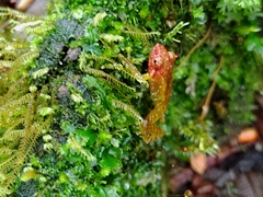 Pristimantis petersi