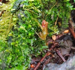 Pristimantis petersi