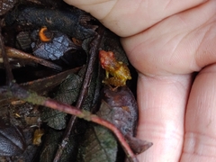 Pristimantis petersi