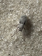 Neoptochus adspersus