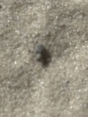 Neoptochus adspersus