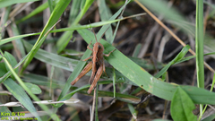 Megaulacobothrus aethalinus