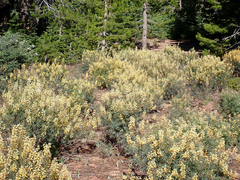 Lupinus angustiflorus
