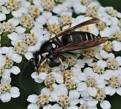 Dolichovespula arctica