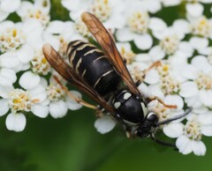 Dolichovespula arctica
