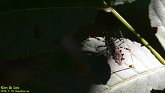 Sphedanolestes impressicollis