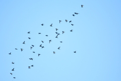 Brotogeris versicolurus