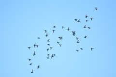 Brotogeris versicolurus