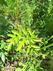 Ligusticum canadense