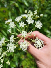 Ligusticum canadense