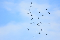 Brotogeris versicolurus