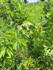 Ligusticum canadense