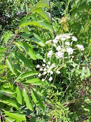Ligusticum canadense