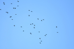 Brotogeris versicolurus