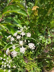 Ligusticum canadense