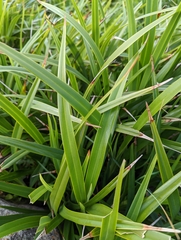 Dianella congesta