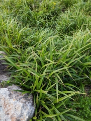 Dianella congesta