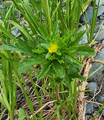 Potentilla nivea