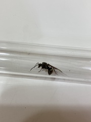 Polyrhachis